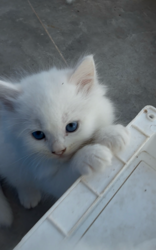 ពណ៌ ស សុទ្ធ 10 ក្បាល ទិញរាយក៏បានដុំក៏បាន