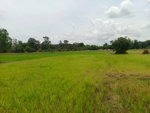 ដីលក់ 60 000$/ha