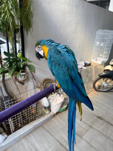 សេកBlue and gold Macaw ភេទ ឈ្មោល