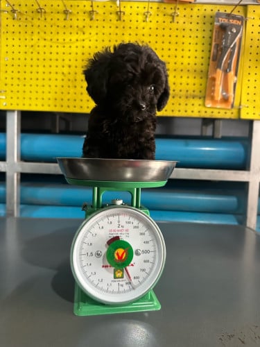 កូនpoodleញីអាយុជិត2ខែ