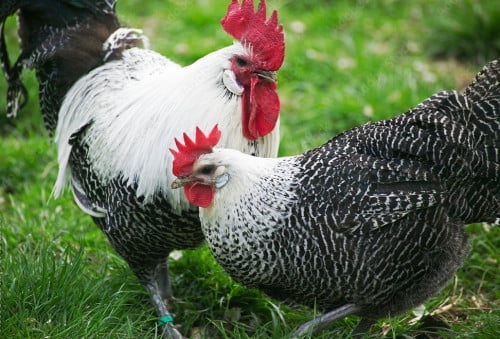 Brakel - មាន់, កូនមាន់ [ពូជបែលហ្ស៊ិក] [Belgian breed] chicken, chicks