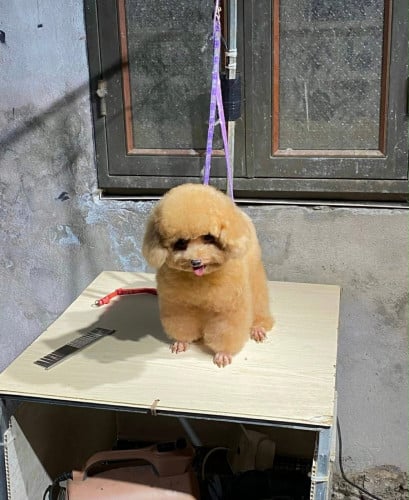 Poodle ញីអាយុ11ខែទំងន់2.5kgរោមក្រាស់ស្អាត