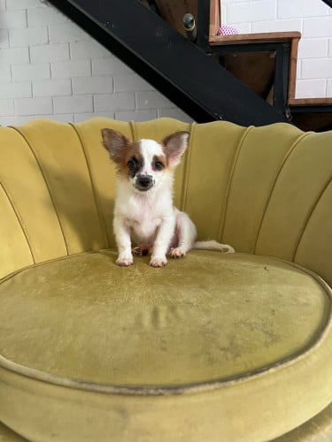 ជីវ៉ាវ៉ាកាត់ប៉មញី២