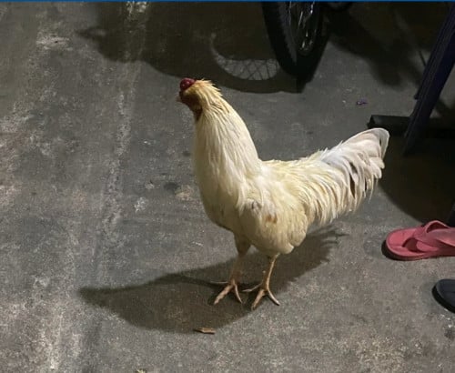 ស្ទាវ កំប៉ោយក្បាល បាពូជល្អ