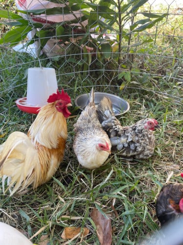 មាន់រាសី ពូជជើងខ្លី មេ2 ឈ្មោល1