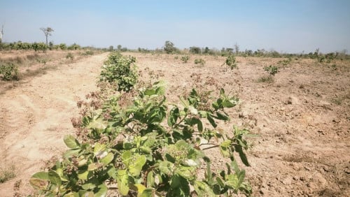 ដីចំការ មួយហិចតា 2500$ ចរចារ