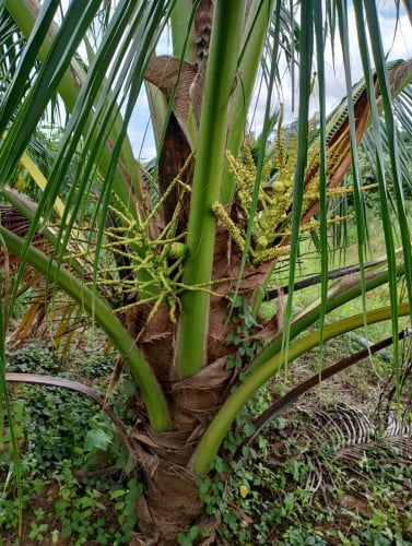 ចំការដូងក្រអូបជិត5ហិកតា