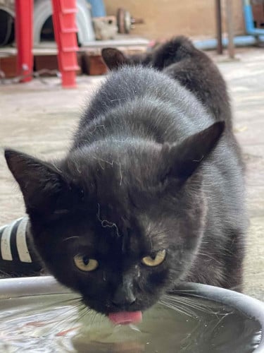 ចែកញីមួយឈ្មោលមួយ