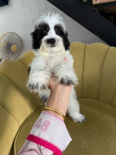 ជីសុកាត់ភូដល M3