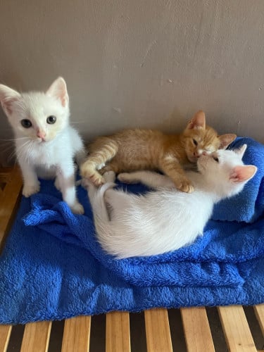 Have 3 cats 2 boys 1 girl