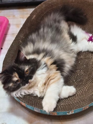 Munchkin mix Persian ( female )
