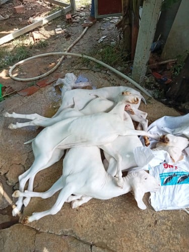 មានលក់សាច់ពពែនិងសាច់ចៀមស្រស់ៗ