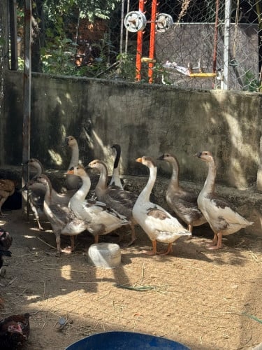 ក្ងានស្រែ នៅភ្នំពេញ