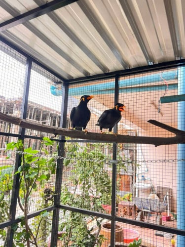 អាវងឥណ្ឌូនេសុីមាឌដំរី