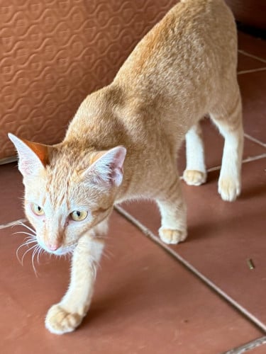 ឆ្មារទឹកក្រូវស្អាត ទើបកើត