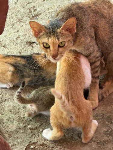 លក់កូនឆ្មា សំបុល 3