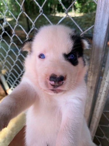 កូនកាត់  husky ភ្នែកខៀវ