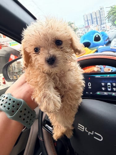 កូនឆ្កែរោមរួញ