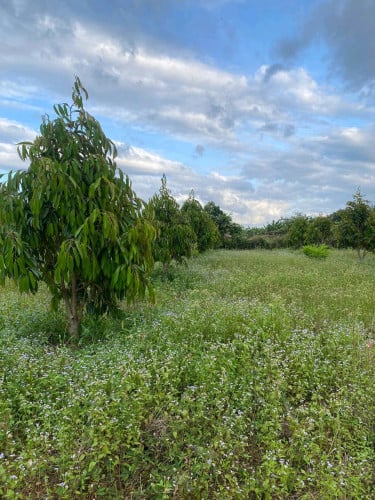 ដីចម្ការលក់តំលៃសមរម្យទីតាំងល្អ