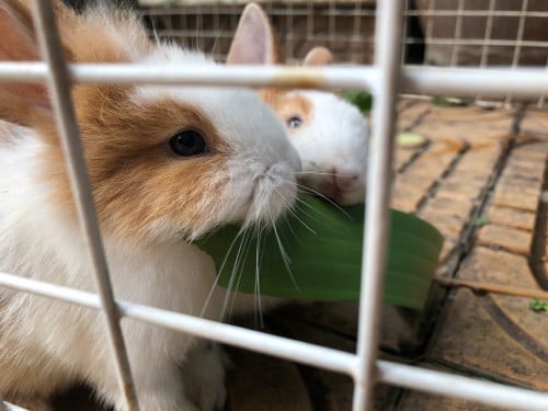 កូនទន្សាយ1ក្បាល20$