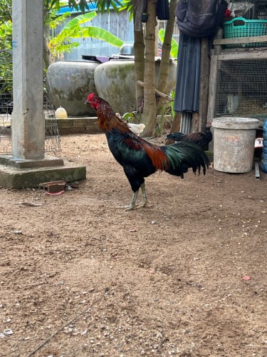 បក្សីអត់ទ្រុង 6ខែជាង វ៉ែ គឺឡូរុយ 25.5 ពេញ27/28