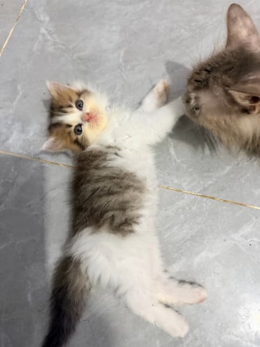 ពូជPersainសុទ្ធ​ ចែក100$