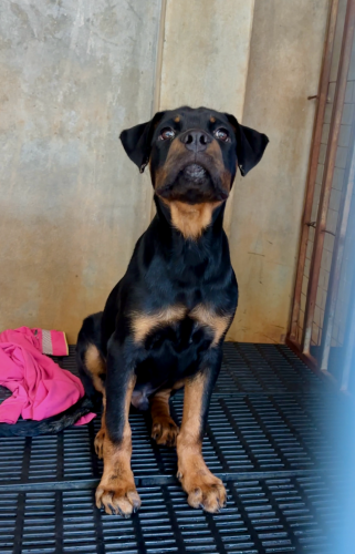Rottweiler 2 Months old over