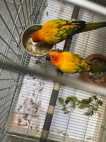 Sun conure 1គូរ ញី ឈ្មោល មានDNA អាយុ1ឆ្នាំជាង