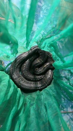 ពស់វែកក្របី