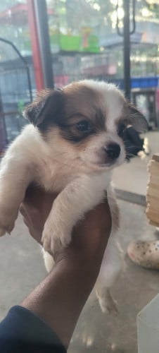 ជីវ៉ាៗកាត់ប៉ម