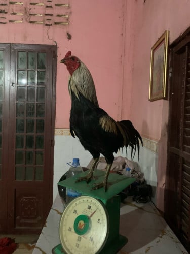 មាន់ស្ទាវ៤ខែលលក់៨ម៉ឹន