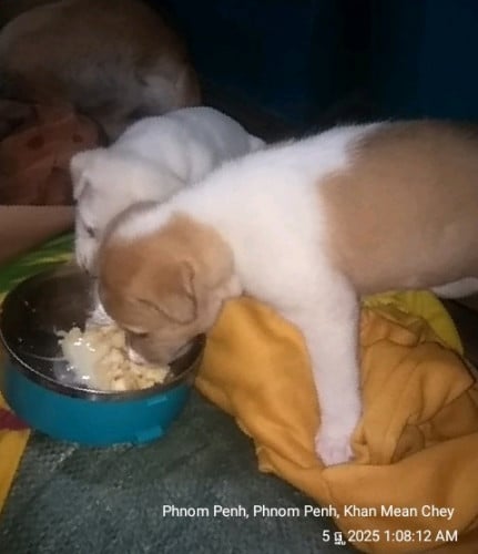 សុខពាពល្អ