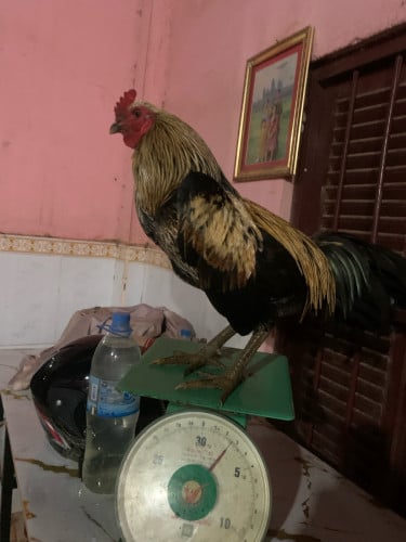 ស្ទាវ៥ខែល kg27ពេញ៣០ឡេីង