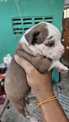 Bang dog គីឡូធំ