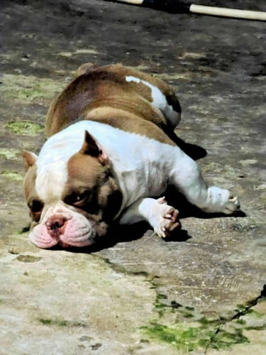 Bully Exotic ( Male )