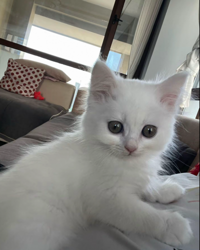 Have small cats 2 months and big cats 9 months