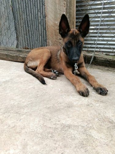 Malinois ញី 3ខែ ផែនVip ខ្នាតធំ
