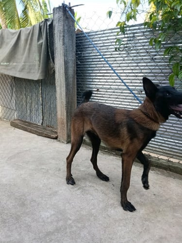 Malinois ឈ្មោល 6ខែ ផែន VIP នៅក្រៅស្អាតជាងក្នុងរូប100ដង