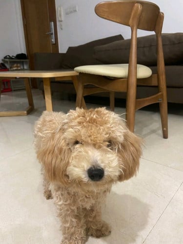 Poodle, male, almost 7 months, fully vactinated