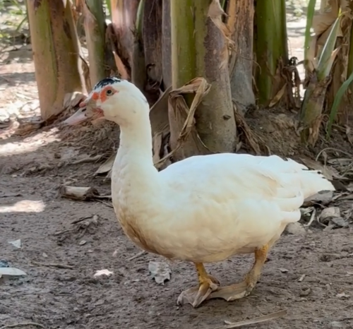 ទាកប៉ាឥណ្ឌណេស៊ី