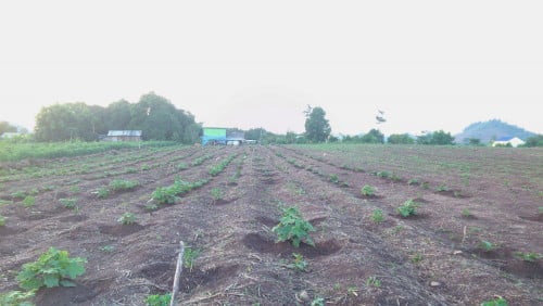 ដីលក់ប្រញាប់