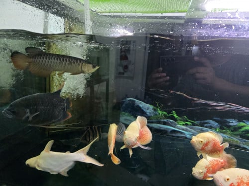 លក់ត្រី