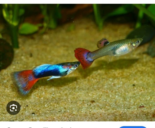 ព្រីប្រាំពីរពណ៍