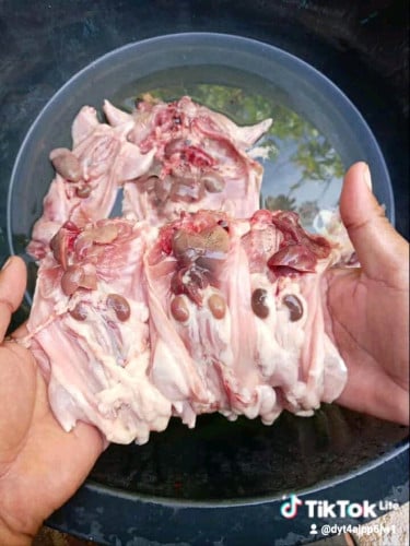 កណ្តុរស្រែ