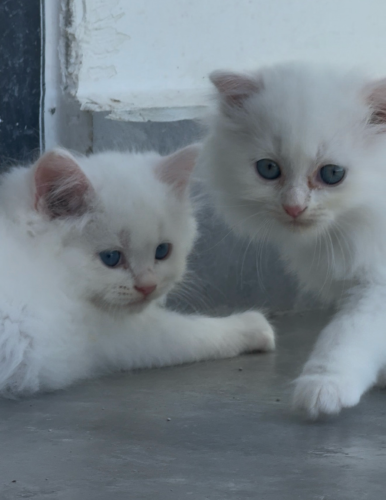 ពណ៌ ស សុទ្ធ 10 ក្បាល ទិញរាយក៏បានដុំក៏បាន