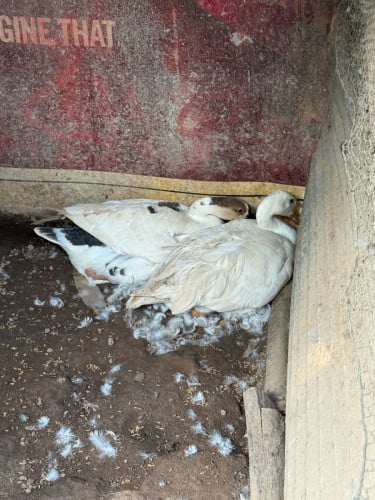 ក្ងានស្រែមេពង មួយ 30$