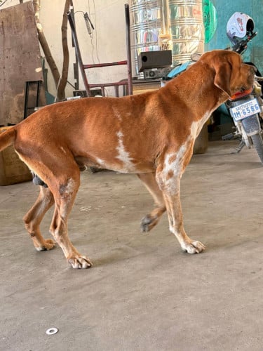 មានទទួលដាក់បា great dane