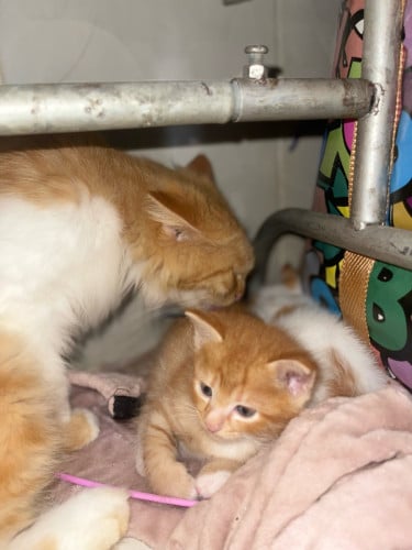 ឆ្មាពូជ persain សុទ្ធ