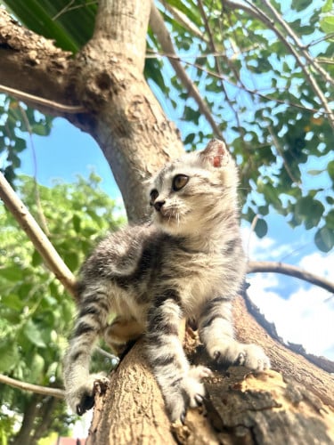Silver tabby classic