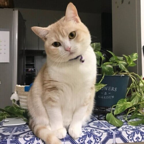 ចែកធូរៗ